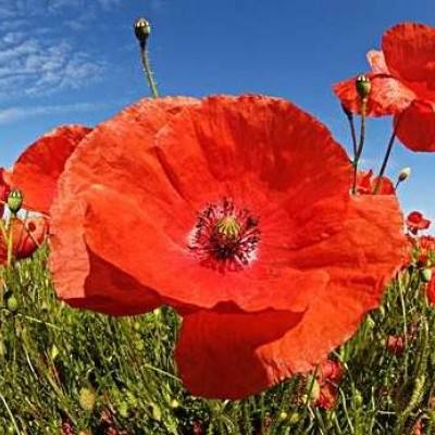 单机的打鱼游戏